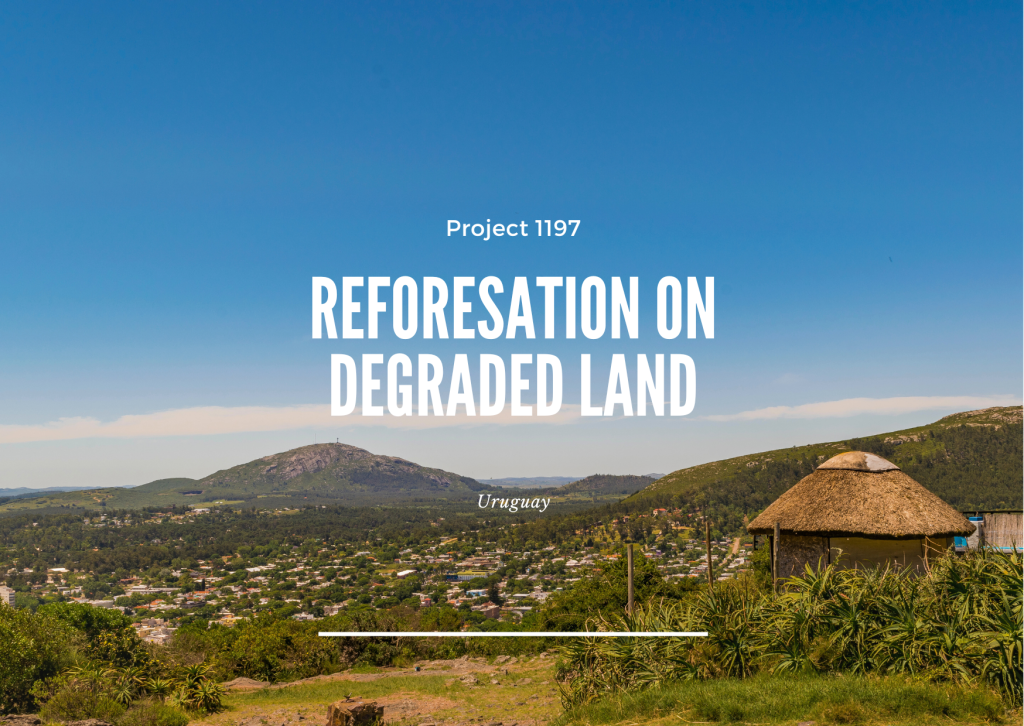 Project 1197 - Reforestation on Degraded Land - Image 2